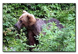 Alaska bears