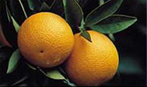 California oranges